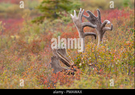 Caribou, terra povera, Bull, Autunno, Parco Denali, Alaska Foto Stock