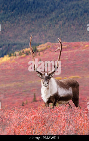 Caribou, terra povera, Bull, Autunno, Parco Denali, Alaska Foto Stock