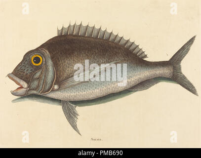 Il Porgy (Sparus chrysops). Data: pubblicato 1754. Dimensioni: piastra: 26 x 35,7 cm (10 1/4 x 14 1/16 in.) foglio: 31,4 x 44,9 cm (12 3/8 x 17 11/16 in.). Medium: colorate a mano incisioni su carta vergata. Museo: National Gallery of Art di Washington DC. Autore: Mark Catesby. Foto Stock