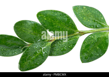 American bosso (Buxus sempervirens) isolato su sfondo bianco Foto Stock