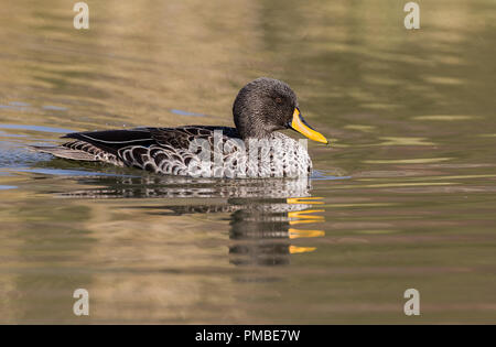 Un giallo fatturati duck fotografato in Sud Africa Foto Stock