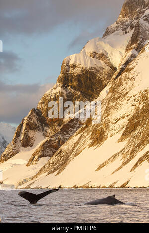 Le megattere, Lemaire Channel, l'Antartide. Foto Stock