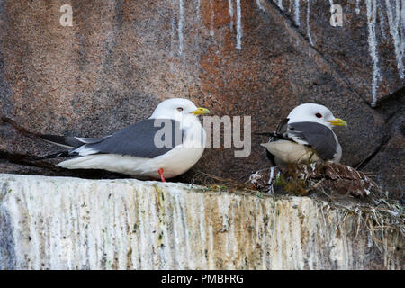 Rosso-Kittiwake zampe. Alaska SeaLife Centre, Seward, Alaska. Foto Stock