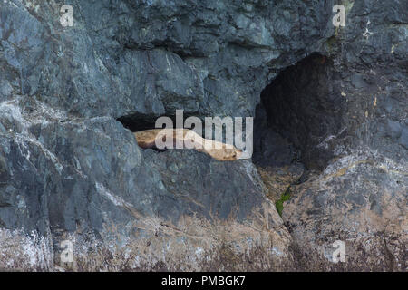 Steller leoni marini, Prince William Sound, Chugach National Forest, Alaska. Foto Stock