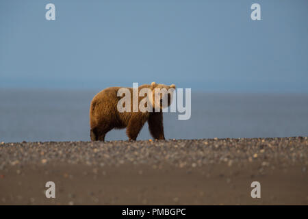 Marrone / Orso grizzly, il Parco Nazionale del Lago Clark, Alaska. Foto Stock