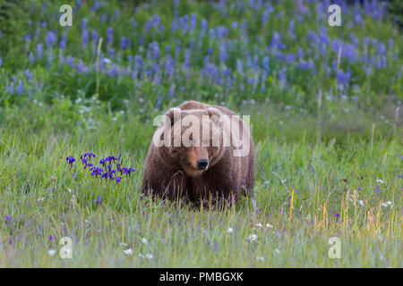 Un marrone o Orso grizzly, il Parco Nazionale del Lago Clark, Alaska. Foto Stock