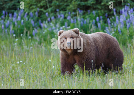 Un marrone o Orso grizzly, il Parco Nazionale del Lago Clark, Alaska. Foto Stock