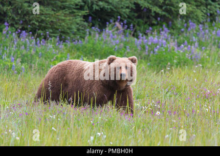 Un marrone o Orso grizzly, il Parco Nazionale del Lago Clark, Alaska. Foto Stock