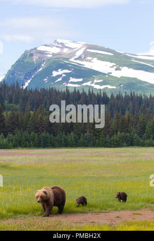 Un marrone o Orso grizzly, il Parco Nazionale del Lago Clark, Alaska. Foto Stock