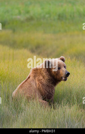 Un marrone o Orso grizzly, il Parco Nazionale del Lago Clark, Alaska. Foto Stock