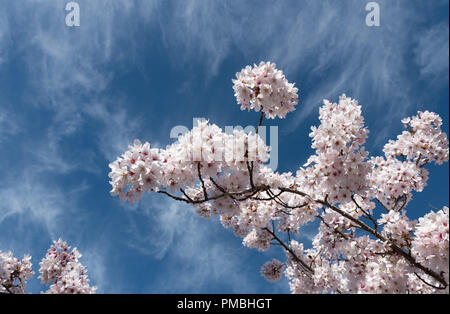 Fiori di ciliegio rosa in primavera, Christchurch Nuova Zelanda Foto Stock