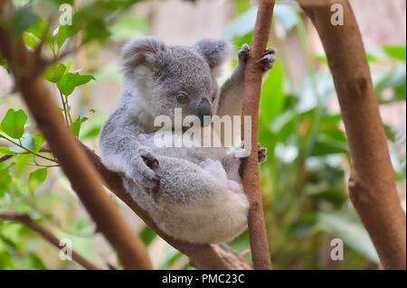 Il Koala, Phascolarctos cinereus, giovani su albero Foto Stock