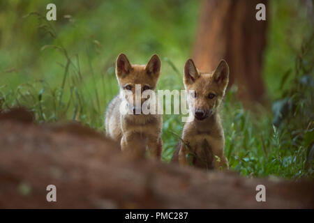 Europeo di Lupo grigio, Canis lupus lupus, due cuccioli, Germania Foto Stock