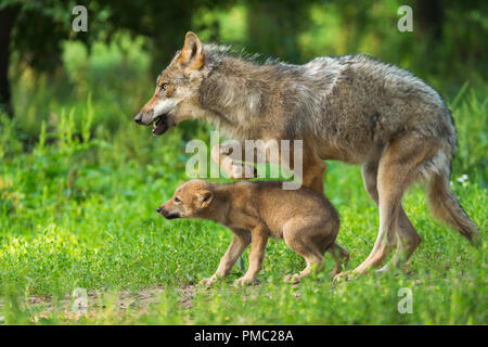 Europeo di Lupo grigio, Canis lupus lupus, femmina con Pup, Germania Foto Stock
