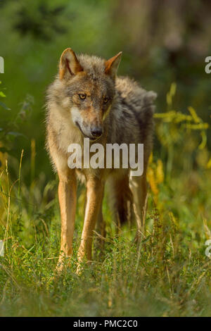 Europeo di Lupo grigio, Canis lupus lupus, Germania Foto Stock