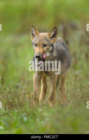 Europeo di Lupo grigio, Canis lupus lupus, giovane lupo, Germania Foto Stock