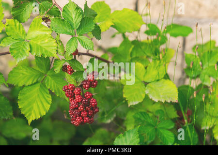 La maturazione di blackberry nel giardino Foto Stock