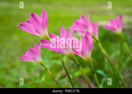 Fiori Di Zephyranthes Rosa Carinata Foto Stock