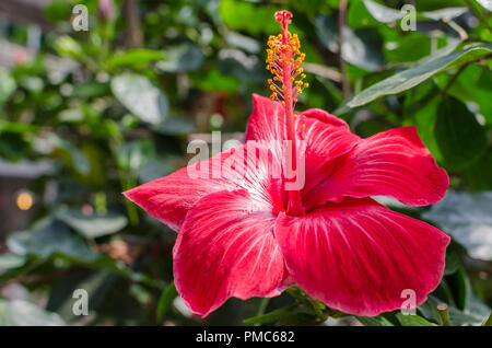Fiore rosso di Hibiscus nel giardino. Foto Stock