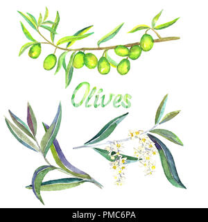 Il verde di rami di olivo con frutti, fiori e foglie, isolato dipinte a mano illustrazione ad acquerello Foto Stock