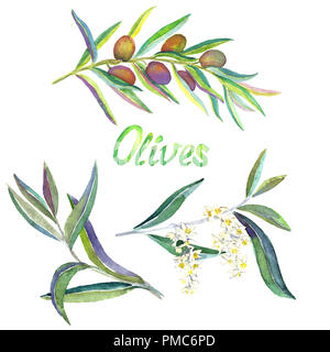 Oro biondo o rami di olivo con frutti, fiori e foglie, isolato dipinte a mano illustrazione ad acquerello Foto Stock