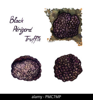 Périgord nero tartufo, set di crescere in terreno complesso e tagliare, isolato dipinte a mano illustrazione ad acquerello Foto Stock