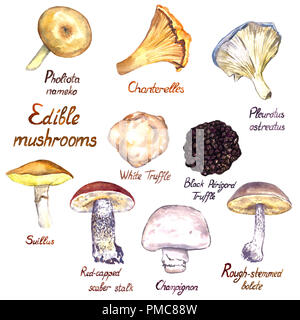Varietà di funghi, Pholiota nameko, Chanterelle, Pleurotus ostreatus (oyster fungo), il bianco e il nero Perigord tartufo, o Suillus Suillus gran Foto Stock