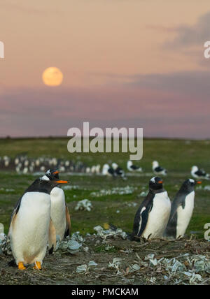 I pinguini di Gentoo, Sea Lion Island, Isole Falkland. Foto Stock