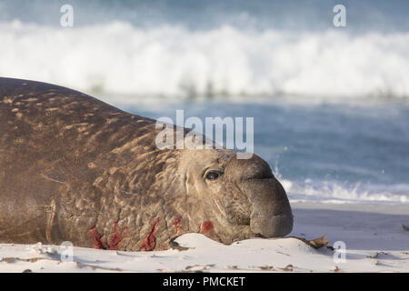 Elefante marino del sud, Sea Lion Island, Isole Falkland. Foto Stock
