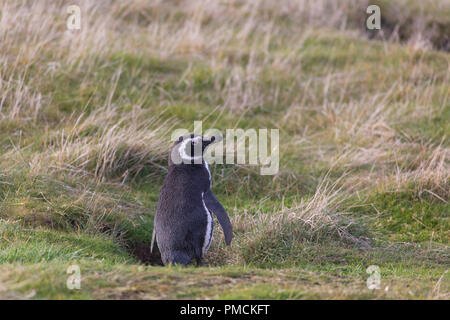 Magallanic Penguin, Isola di carcassa, Isole Falkland. Foto Stock