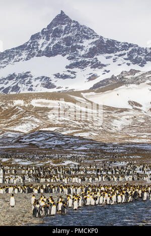 Il re dei pinguini, Baia di St Andrews, Georgia del Sud, l'Antartide. Foto Stock