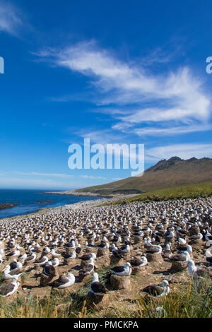 Nero-browed colonia Albatross, Steeple Jason Isola, Isole Falkland. Foto Stock