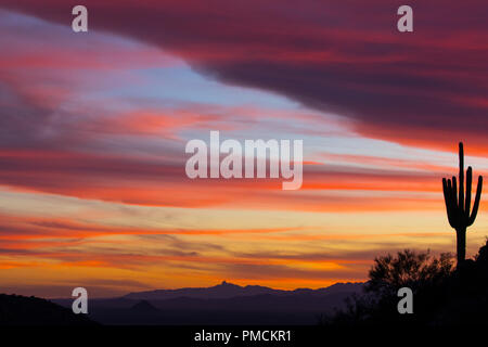 Cactus Sagauro stagliano contro il cielo al tramonto. In Arizona. Foto Stock