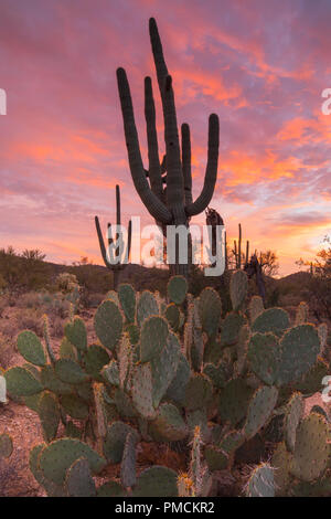 Cactus Sagauro stagliano contro il cielo al tramonto. In Arizona. Foto Stock