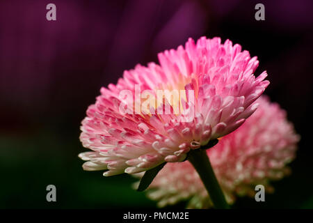 Focus impilati centro di fiori rosa e viola, super macro closeup texture e pattern Foto Stock