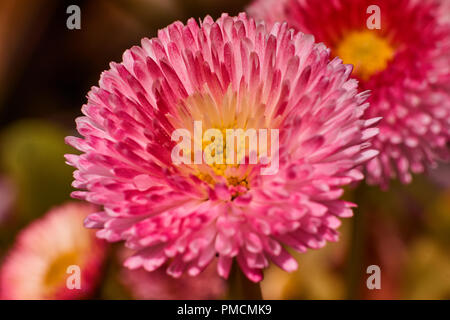 Focus impilati centro di fiori rosa e viola, super macro closeup texture e pattern Foto Stock