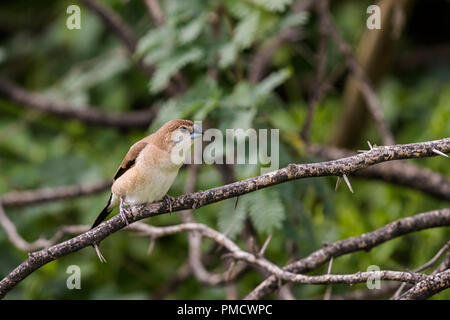 Indian Silverbill seduta om spulbby scrub Foto Stock