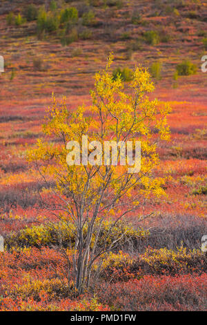 I colori autunnali del Brooks Range, Arctic Alaska. Foto Stock