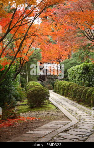 Rosso giapponese alberi di acero in Kyoto Foto Stock