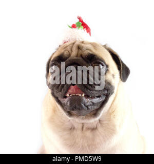 Udienza cane pug con i grandi occhi e Red Hat isolato Foto Stock