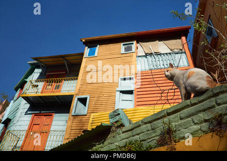 Gatto seduto davanti a un colorato iconica Casa a La Boca - Buenos Aires, Argentina Foto Stock