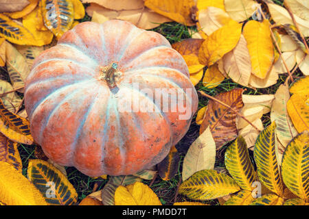 La zucca si trova su caduto foglie gialle in giardino Foto Stock