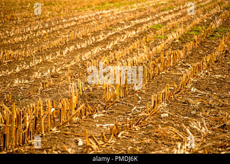 Campo di stoppie di haarvested un campo di grano in Germania Foto Stock