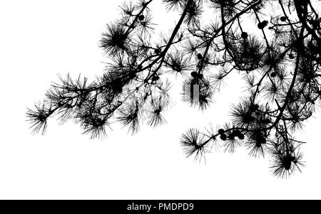 Pino rami con lunghi aghi e pigne di close-up, nero naturale silhouette foto Foto Stock