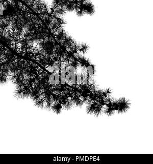 Pino rami con lunghi aghi e pigne di close-up, piazza naturale silhouette nera foto Foto Stock
