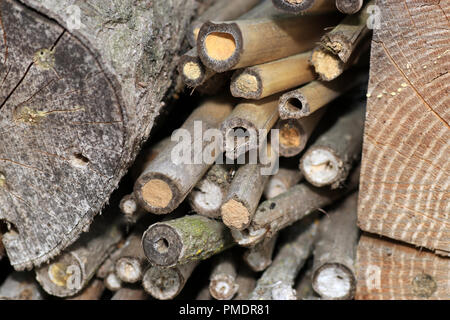 Un insetto albergo o casa di insetto, è un creato artificialmente la nidificazione e la sospensione degli aiuti per gli insetti, Foto Stock