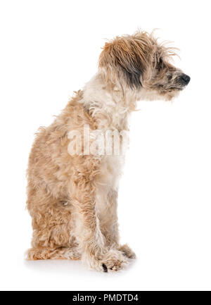 Vecchio Tibetan Terrier, diciotto anni, di fronte a uno sfondo bianco Foto Stock