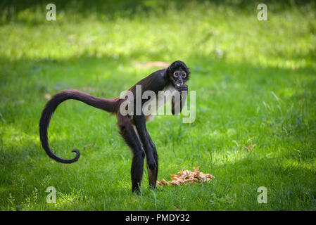 Geoffroy's Spider Monkey mangiare. Questo primate è anche indicato come nero-consegnato spider monkey o Ateles geoffroyi. Foto Stock