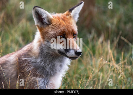 Maschio rosso Fox ritratto