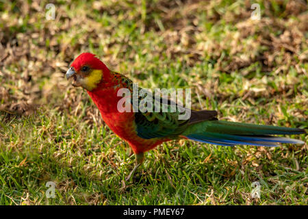 Western Rosella, Platycercus icterotis a Bridgetown, WA, Australia Foto Stock